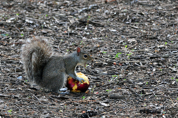 Penn State Squirrel