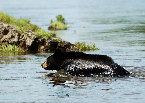 Black Bear
