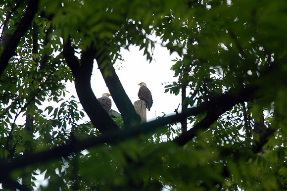 Bald Eagle
