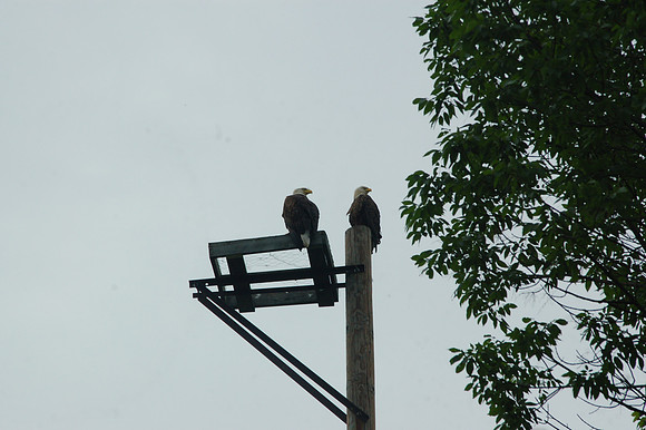 Bald Eagle