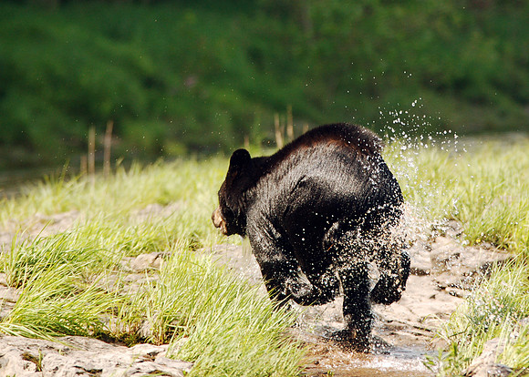 Black Bear