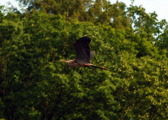 Heron