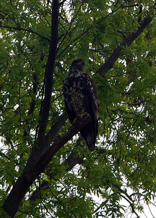 Hawk