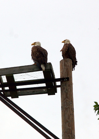 Bald Eagle