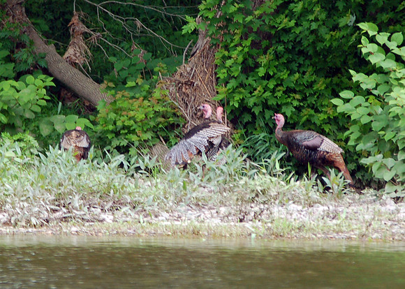 Wild Turkey