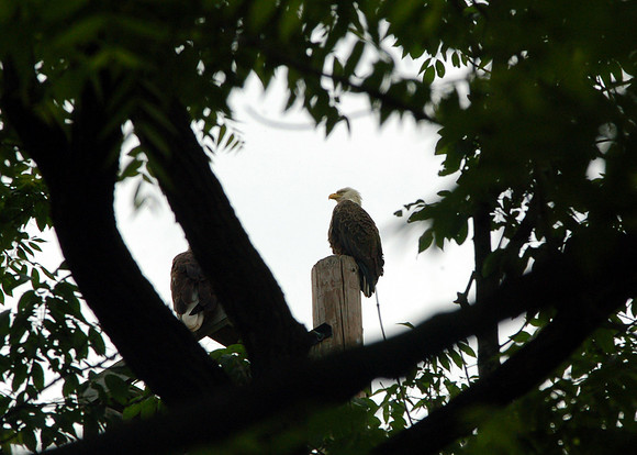 Bald Eagle